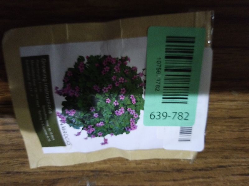 Photo 1 of 12 Pcs Green Shamrock Bulbs Oxalis Triangularis for Planting, Flower Bulbs Indoor Outdoor Year Round Perennial Vibrant Foliage Shamrock Plant Lucky Home Garden Decor