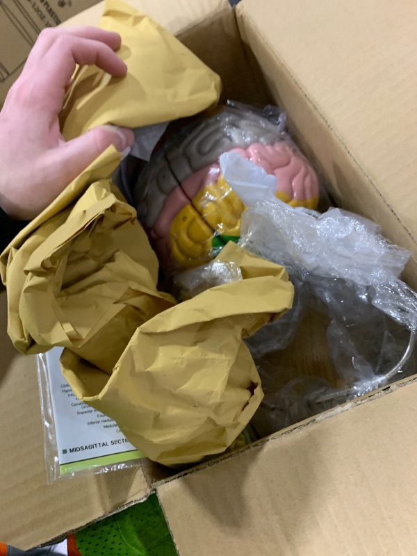 Photo 1 of 2025 New Human Brain Model for Neuroscience Teaching with Labels 1.5 Times Life Size Anatomy Model for Learning Science Classroom Study Display Medical Model,9 Colors to Identify Brain Functions