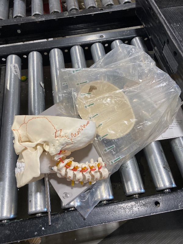 Photo 1 of **USED, DAMAGED** 360°Rotatable Upgraded Life Size Human Skull on Cervical Vertebrae Anatomical Model with Spinal Nerves and Arteries with Laser-Etched Fonts Not Hand Write Number,Not Smudged for Medical Student
