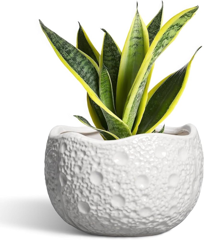 Photo 1 of ** STOCK PHOTO FOR REEFRENCE ONLY**Ceramic Plant Pot, 8 Inch Round Planter with Drainage, White