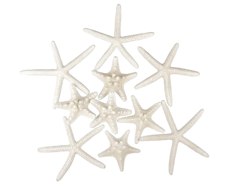 Photo 1 of ***SIMILAR IMAGEN*** Jangostor 12 PCS Starfish 2-6 Inch Mixed Starfish Natural Seashells Starfish Star Fish Shells Decorations Perfect for Wedding Decor Beach Theme Party, Home Decorations, DIY Crafts, Fish Tank