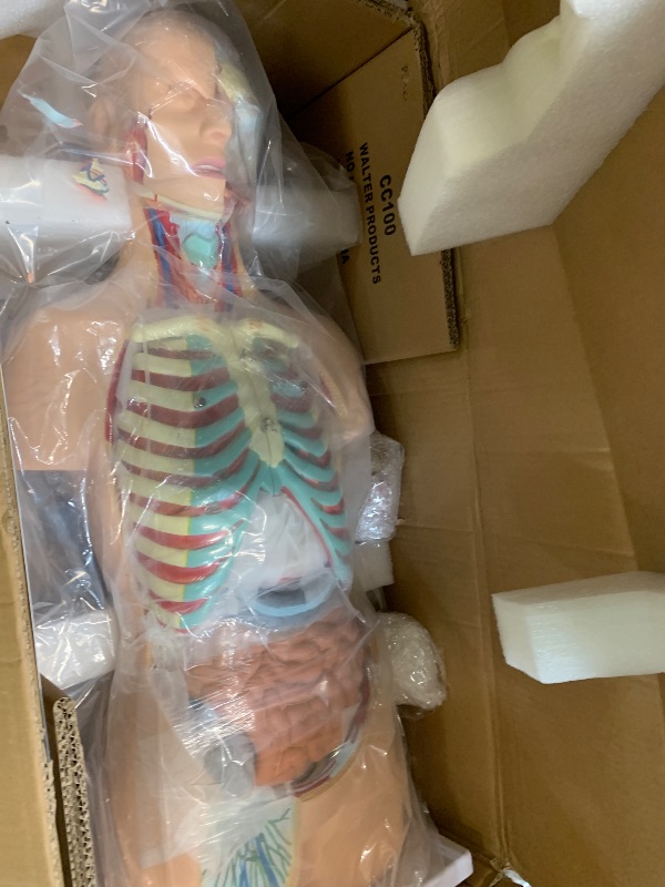 View 3 of ***MINOR DAMAGE***Vision Scientific Life-Size Human Torso Anatomy Model
