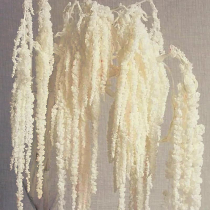 Photo 1 of **Stock Pic for Reference** Waipfaru Baby's Breath Artificial Flowers (10 Pcs, Beige)