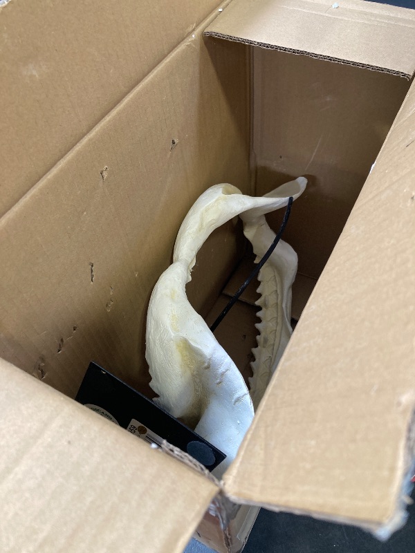 Photo 1 of Design Toscano Shark's Jagged Jaws Statue
