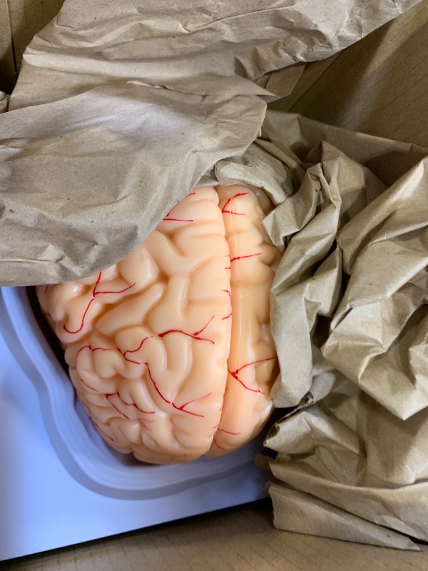 Photo 1 of Avarstic Human Brain Model, 8-Part Life Size Magnetic Detachable Brain Anatomy Model, 32 Numbered Brain Structures, PVC Anatomical Brain Model with Base & Study Card for Teaching, Study & Display