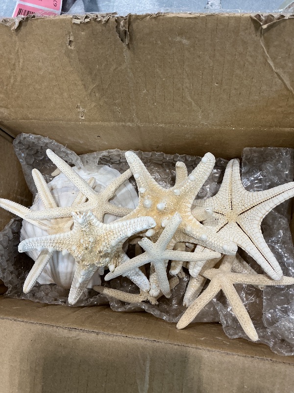 Photo 1 of  12 Real Knobby Starfish White 3" to 4" | Plus Free Nautical eBook by Joseph Rains