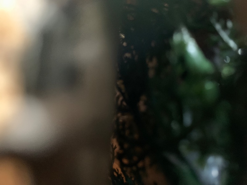 Photo 1 of 5 FT SPIRAL TREES