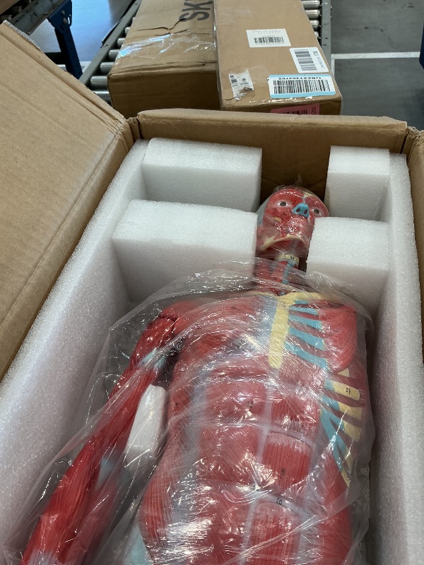View 3 of EVOTECH SCIENTIFIC Human Muscle and Organ Model - 27 Part, 1/2 Lifesize