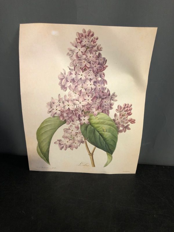 Photo 1 of Vintage French Lilac Flower Botanical - Classic Flower Nature Home and Room Decoration, Purple Flowers Antique Garden Print, Great Farmhouse Gardening Gift Idea, 11x14 Unframed Art Print Poster