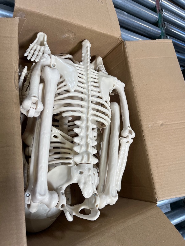 Photo 1 of skeleton