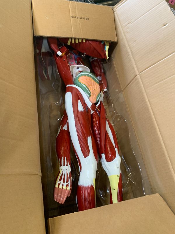 Photo 1 of SFXYJ Human Anatomy Muscle Model, 27 Part 1/2 Life Size 33” Human Body Muscular System Model with Removable and Muscle Anatomy Includes Detailed Color Product Manual for Medical Educational Training