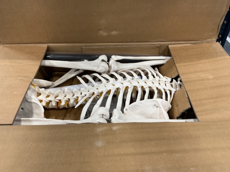 Photo 1 of Fivtyily breesky Human Skeleton Model