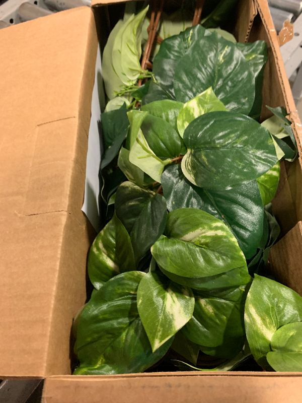 Photo 1 of plant home decor
