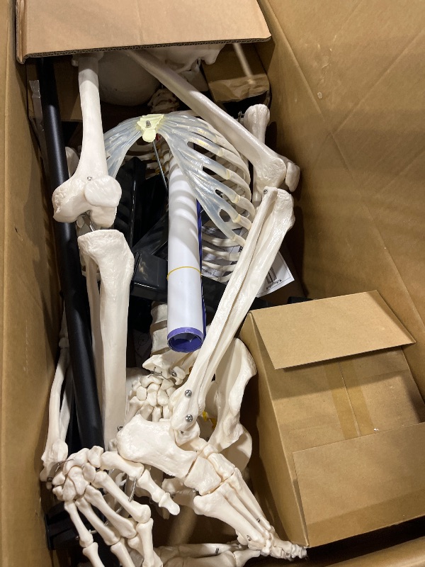 View 2 of NLShan Life-Size Human Skeleton Model