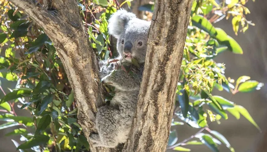 神戸市立王子動物園