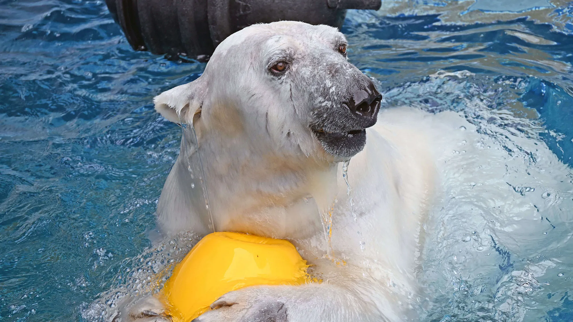 愛媛県立とべ動物園