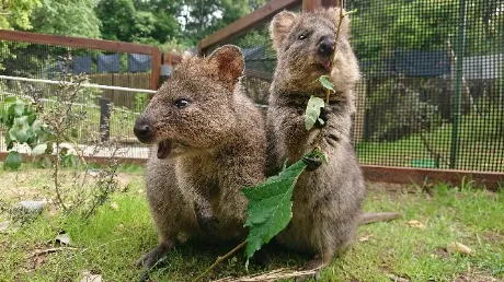 埼玉県こども動物自然公園