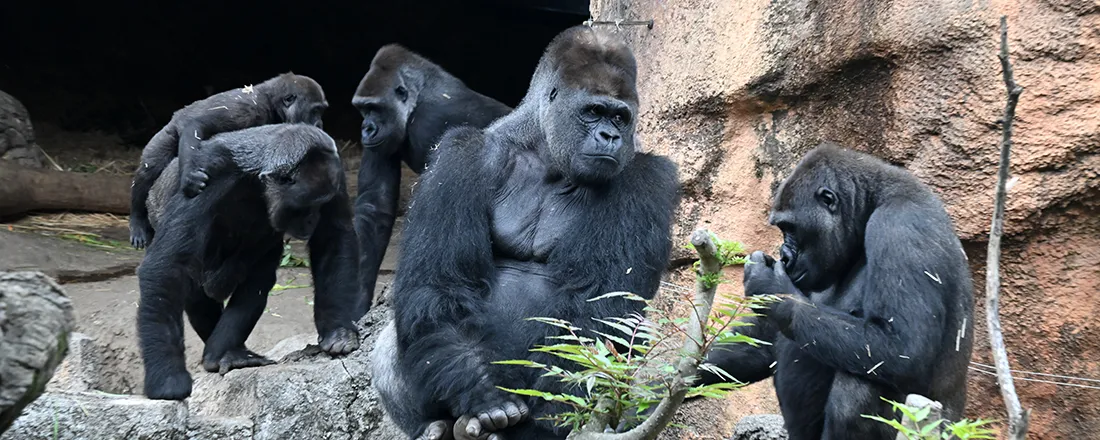 東京都恩賜上野動物園