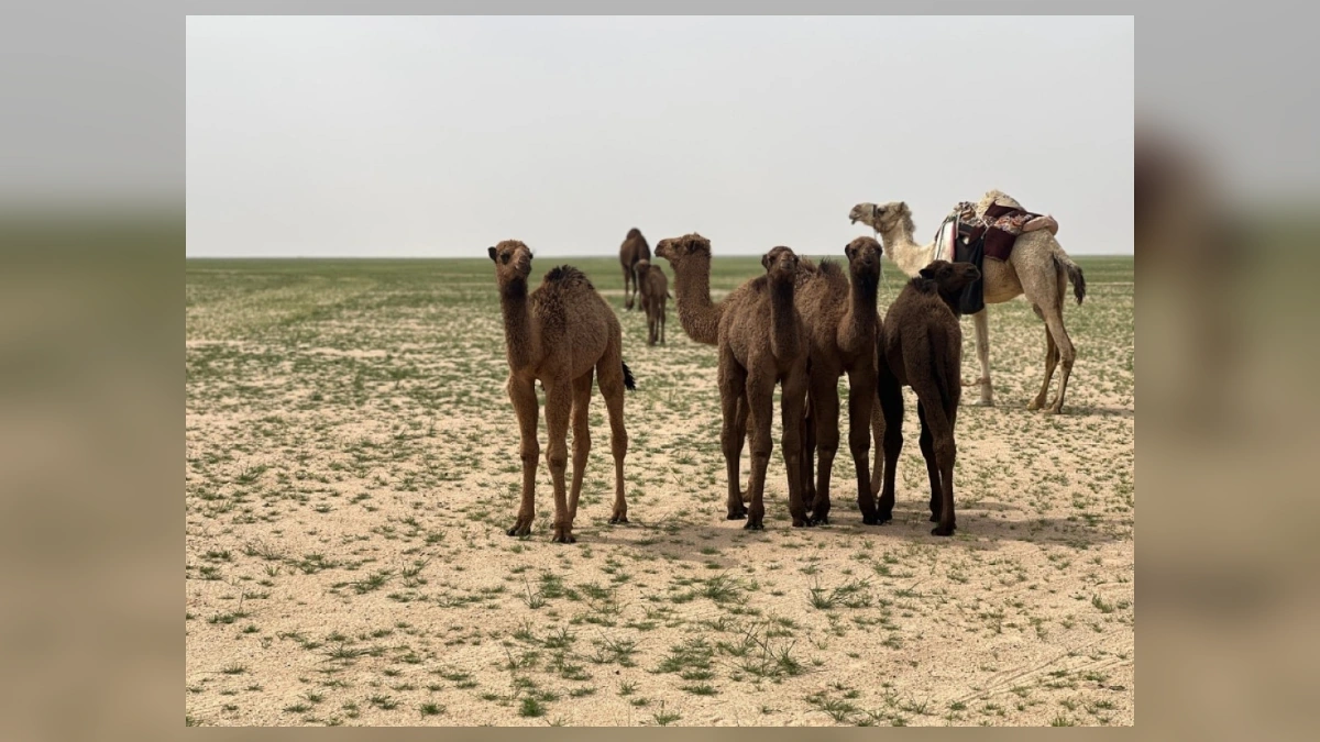 Camels standing in Kuwait desert landscape affected by arid conditions