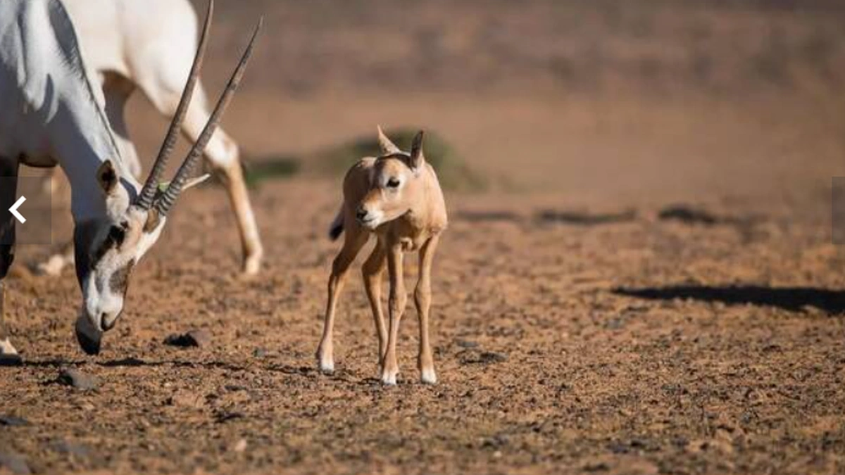 Arabian oryx and calf in a desert wildlife reserve