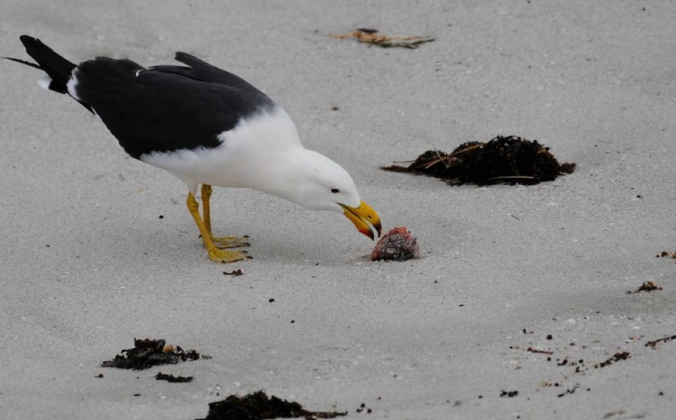 Seagull on a beach, representing bird flu surveillance in Australia