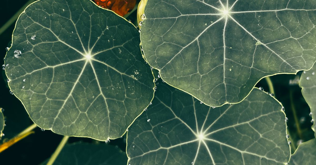 Detailed image of green nasturtium leaves with raindrops and bright orange flowers.