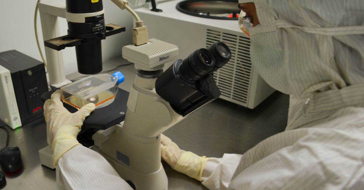 Healthcare professional examining specimen under microscope in laboratory setting.