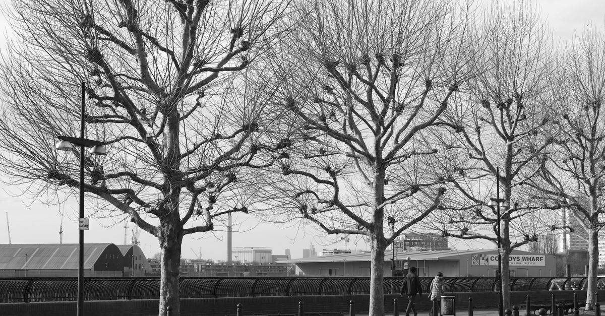 Black and white image of leafless trees in Canary Wharf during winter.