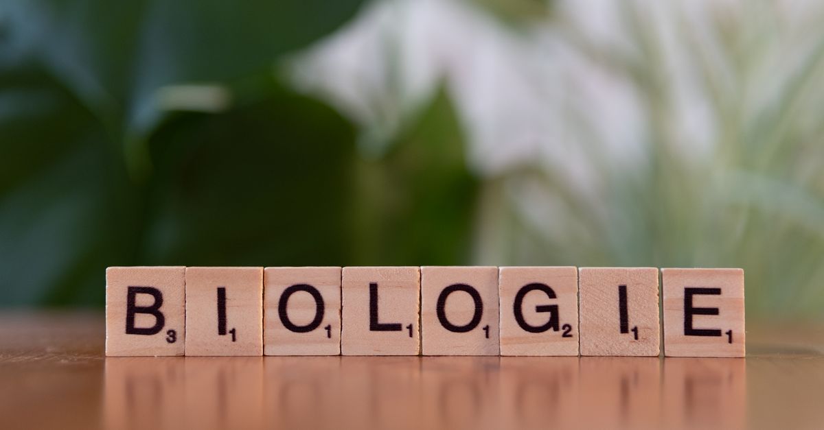 Wooden letter blocks spelling 'Biologie' against a blurred green leafy background.
