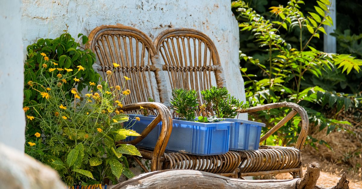 A peaceful outdoor space with wicker chairs and vibrant plants in natural sunlight.