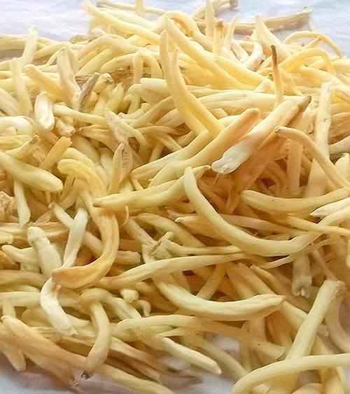 Safed musli helps in Erectile Dysfunction