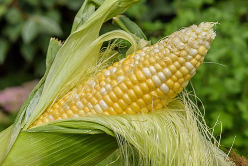 corn silk for home remedies