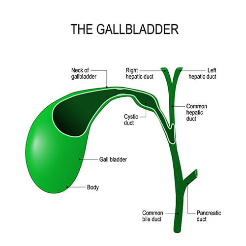 gallbladder under the liver
