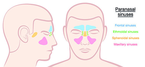 difference between normal sinus and inflamed sinus