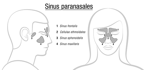 an image showing para-nasal sinus