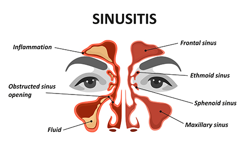 anatomy of nasal cavity