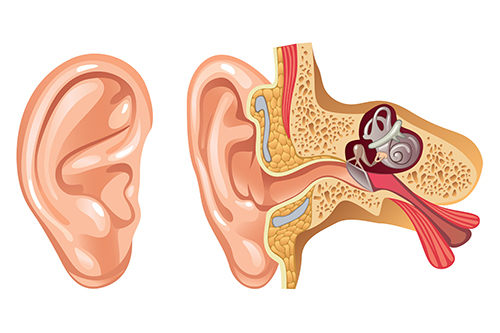 Image of anatomy of ear