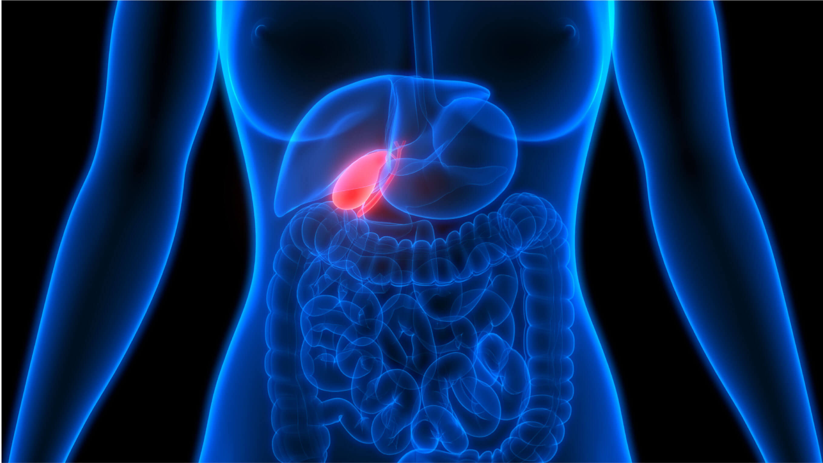 image of Gall Bladder highlighted in red color