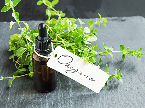 oregano to treat uti