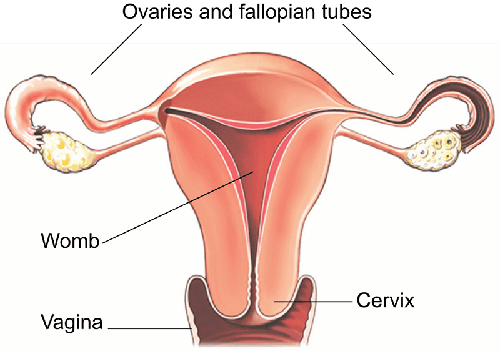 Vaginal hysterectomy