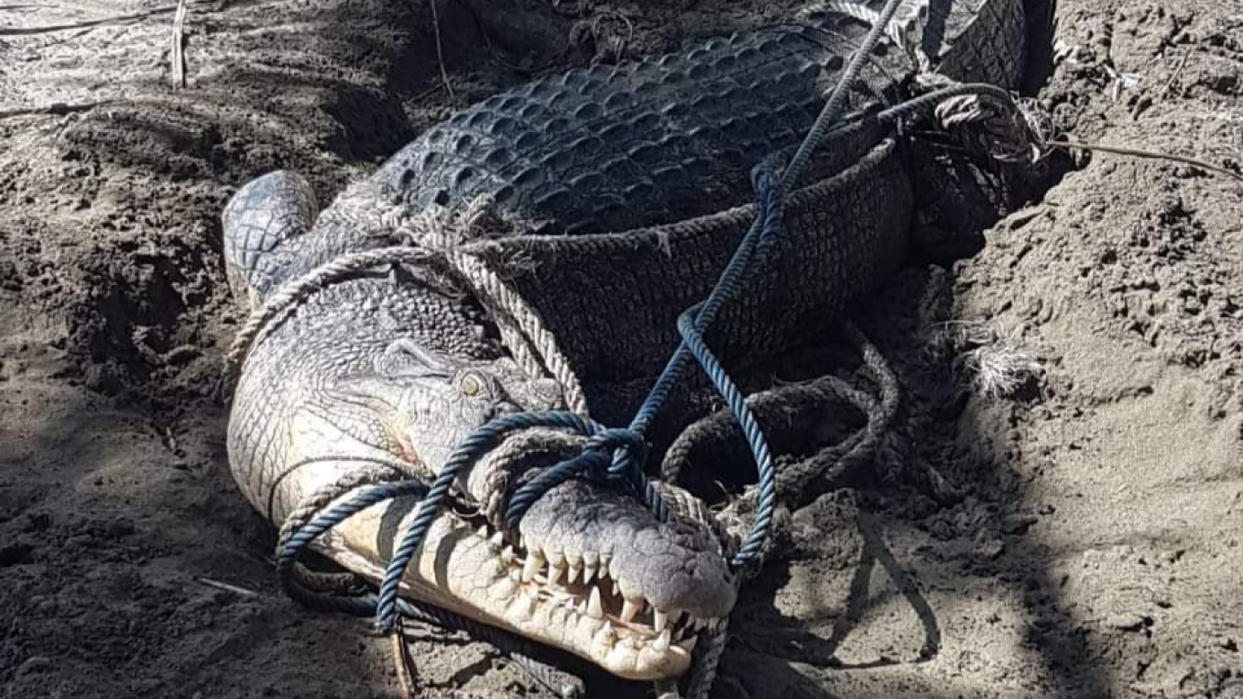 3 Buaya Kerap Terlihat di Pantai Bolmong, 1 Dievakuasi BKSDA ke Penangkaran