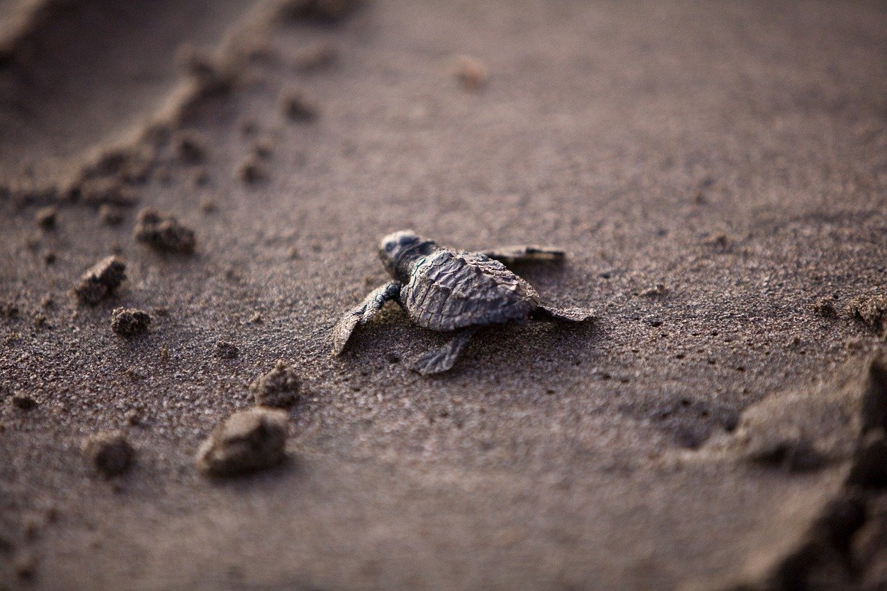 How is climate change affecting sea turtles?