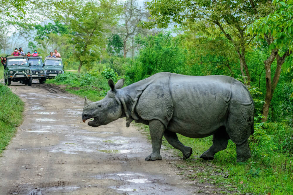 How was zero rhino poaching made possible?