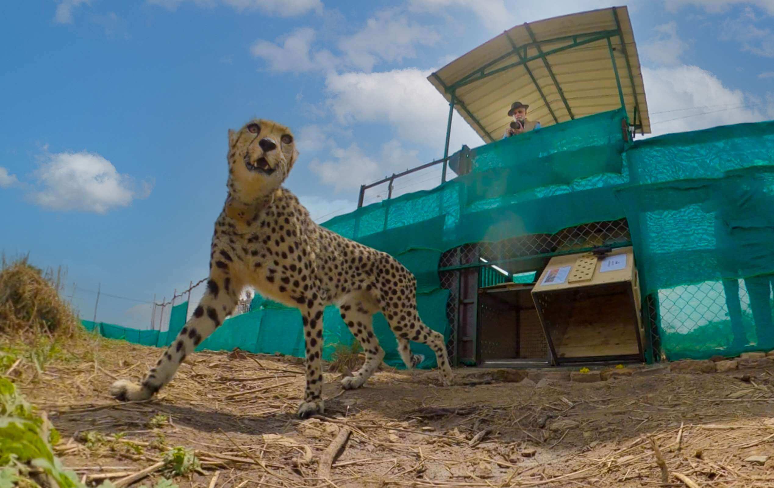 How are the cheetahs released earlier doing?
