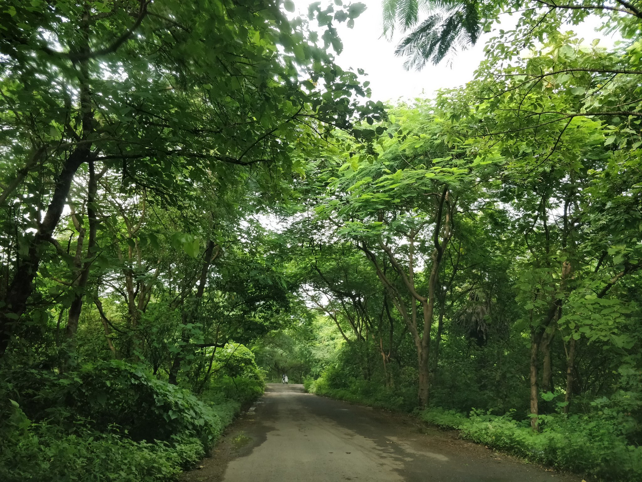 Can the Aarey forest be saved?