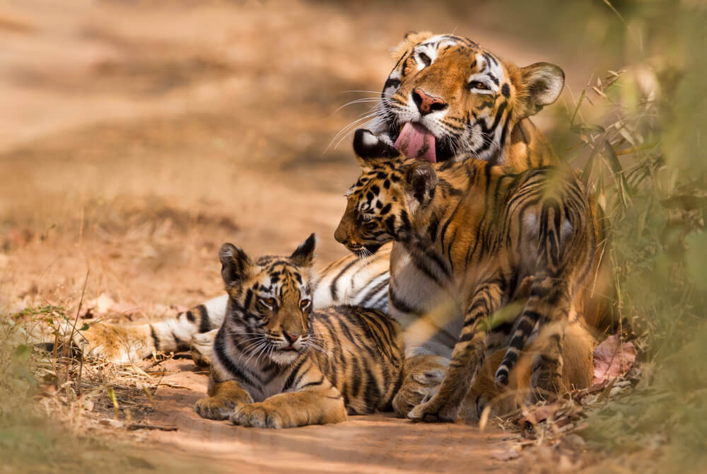 What is the importance of saving tigers?