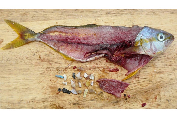 What harmful effects do microplastics have on our environment?