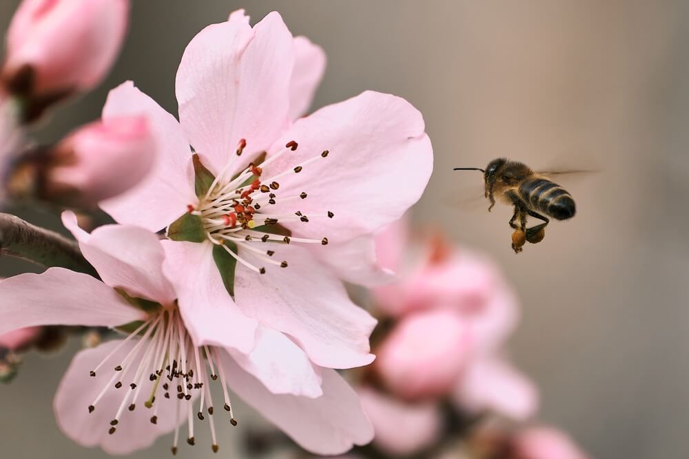 Why is it important to save honeybees?