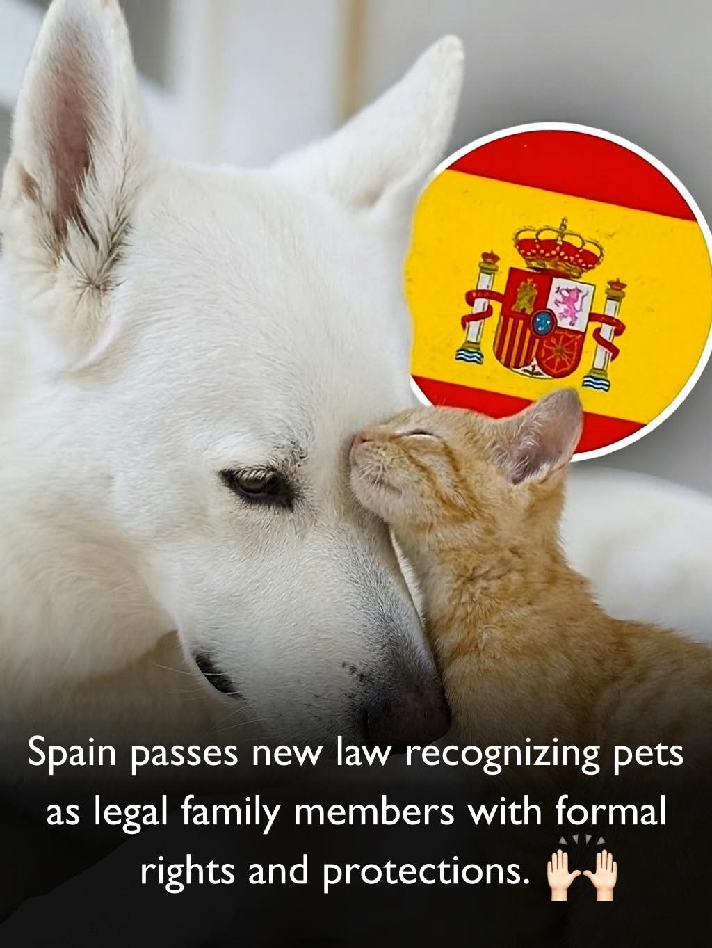 Spain has passed a new law that recognizes pets as family members, not objects. 