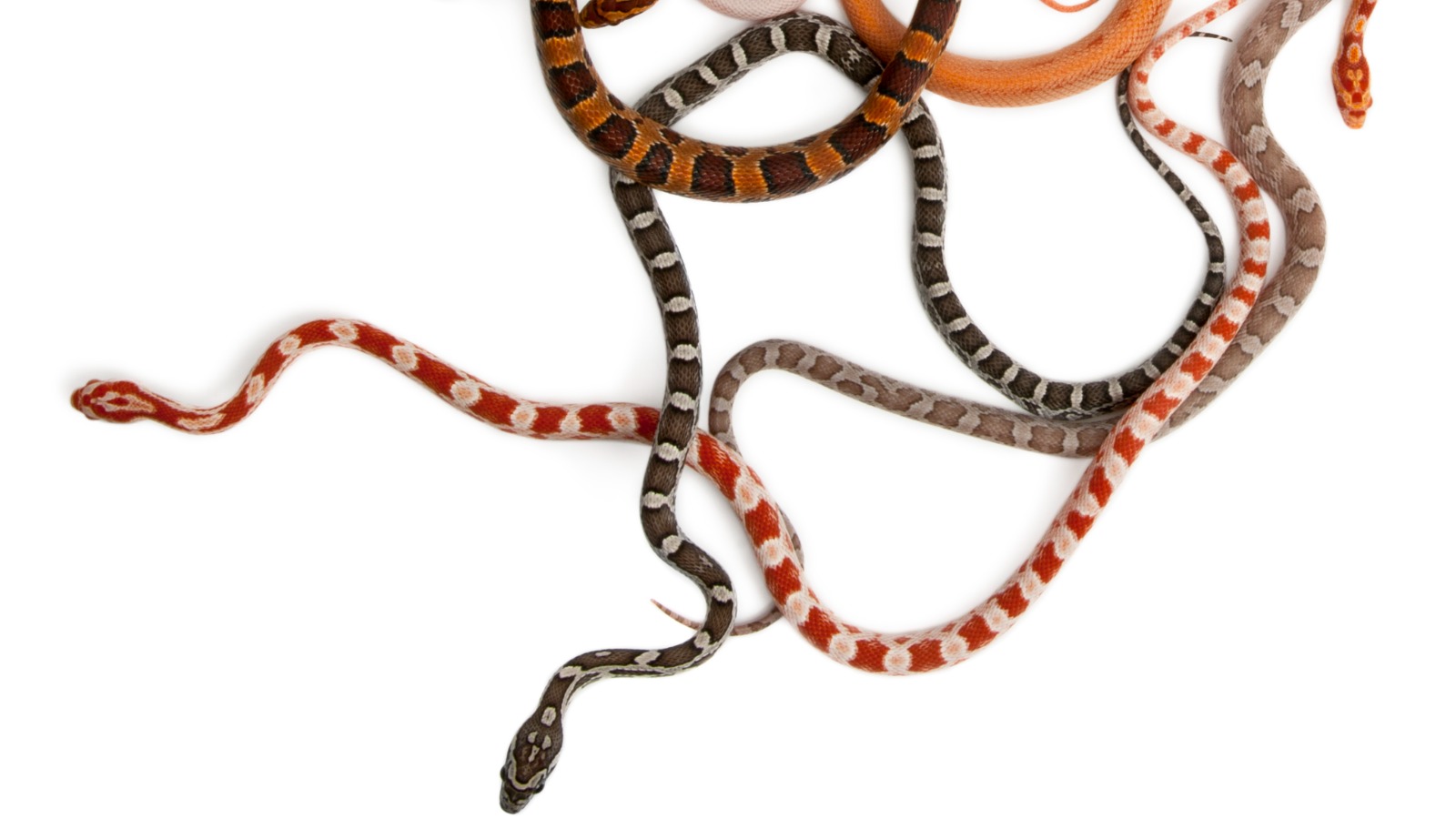 Brazilian fossil shows early snakes had diverse brains and lifestyles
